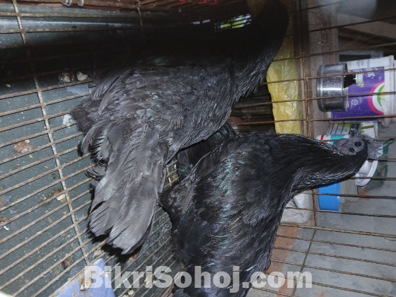 কাঁদাকনাথ কালো মুরগী